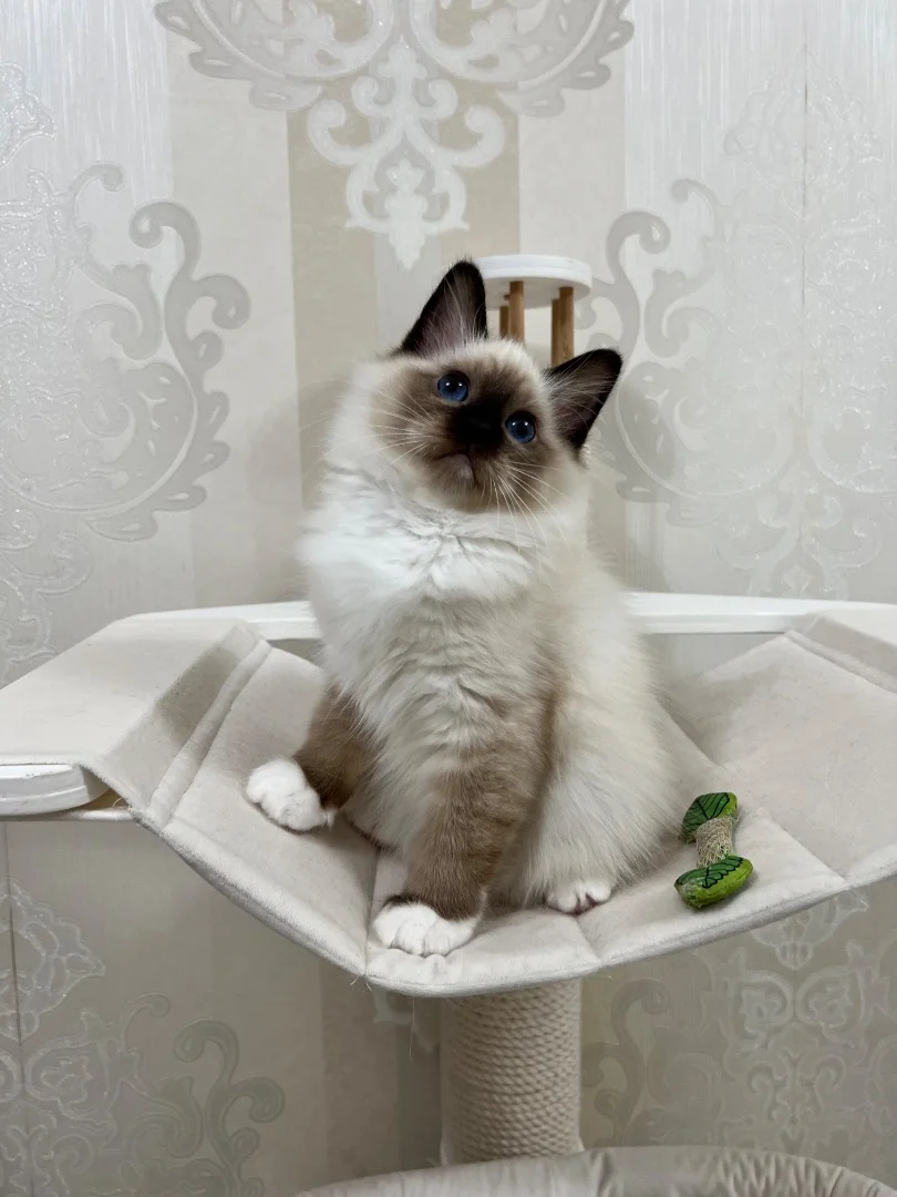 Котенок породы Священная Бирма - миниатюра 4