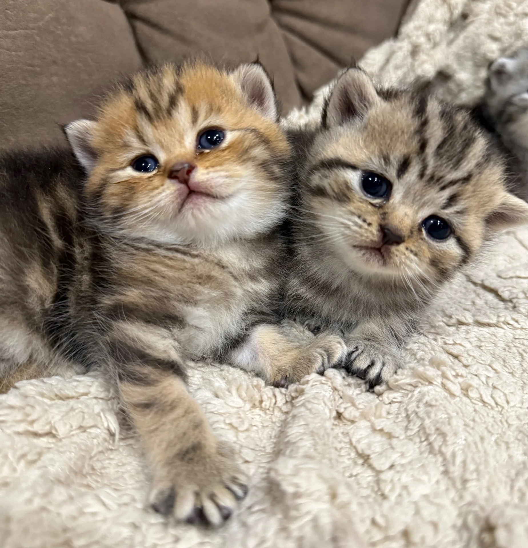 Шотландский котенок - миниатюра 3