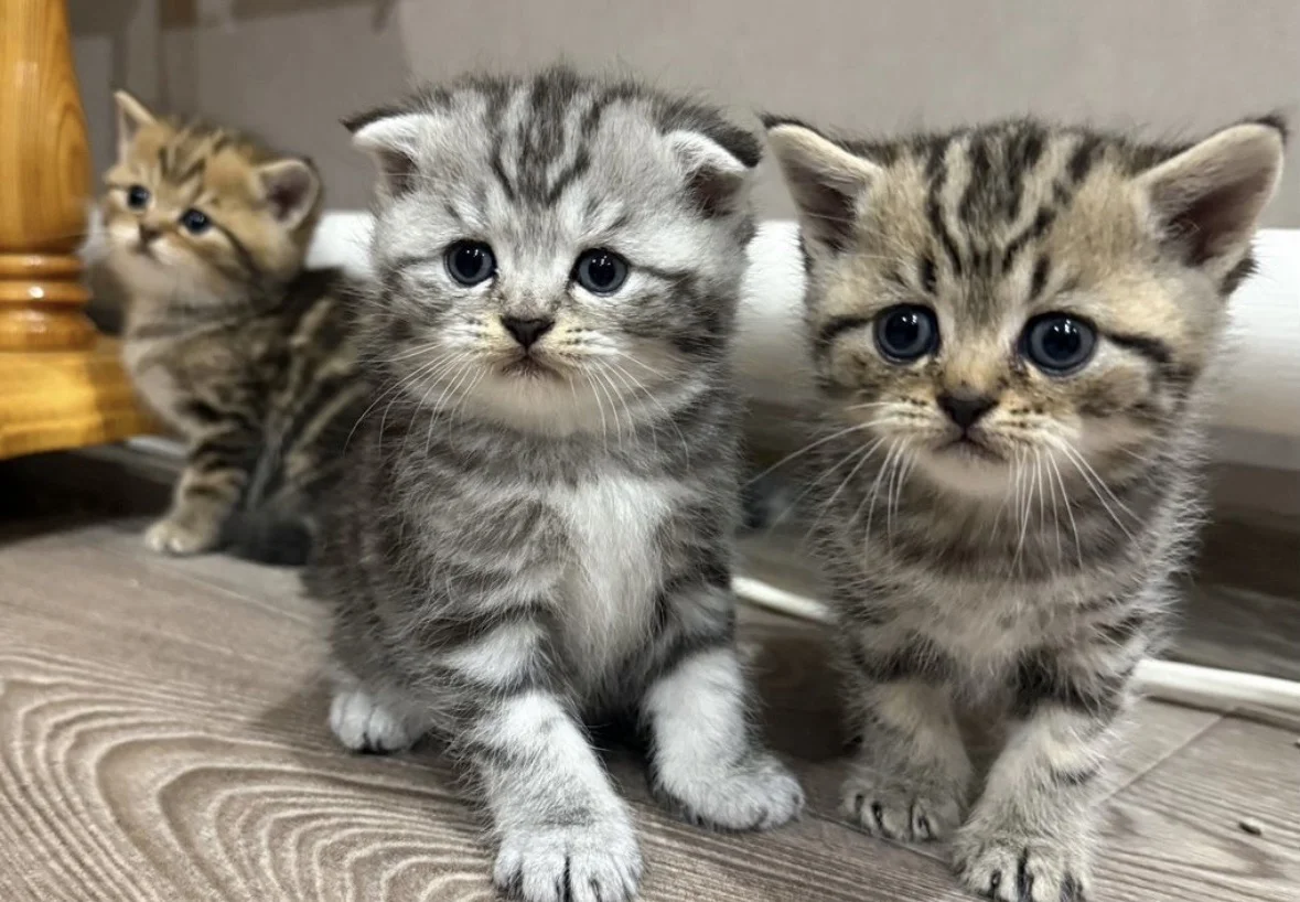Шотландский котенок - миниатюра 4