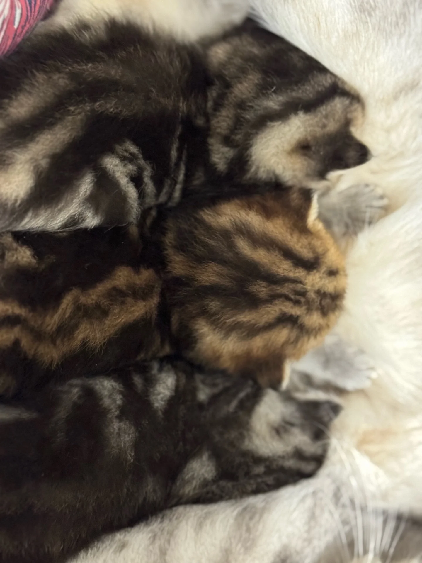 Шотландский котенок - миниатюра 5