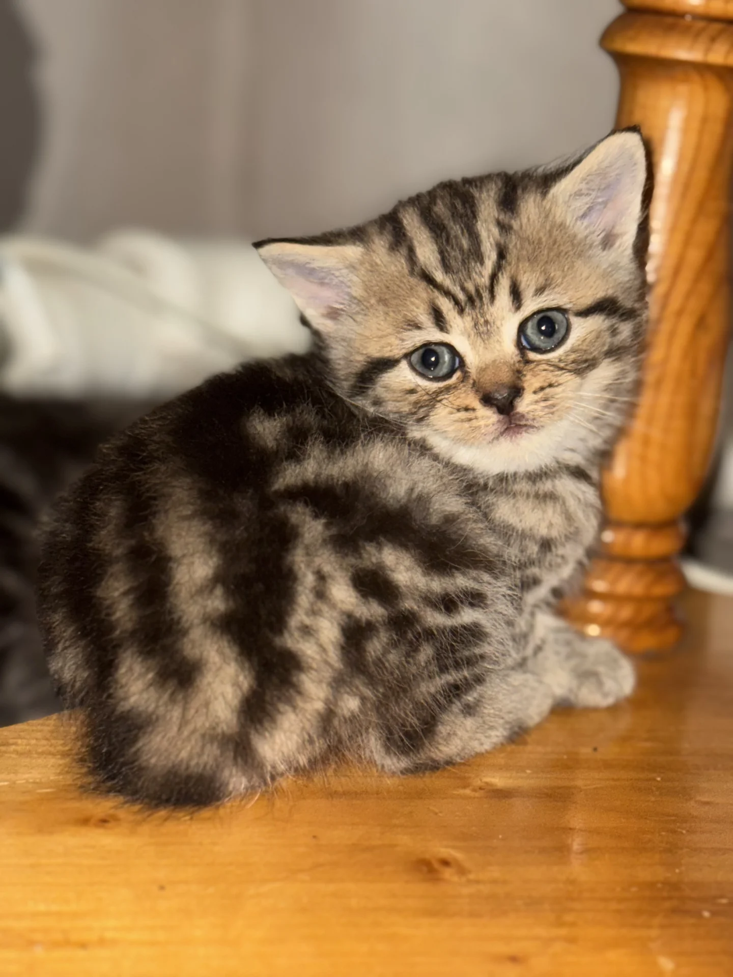 Шотландский котенок - миниатюра 2