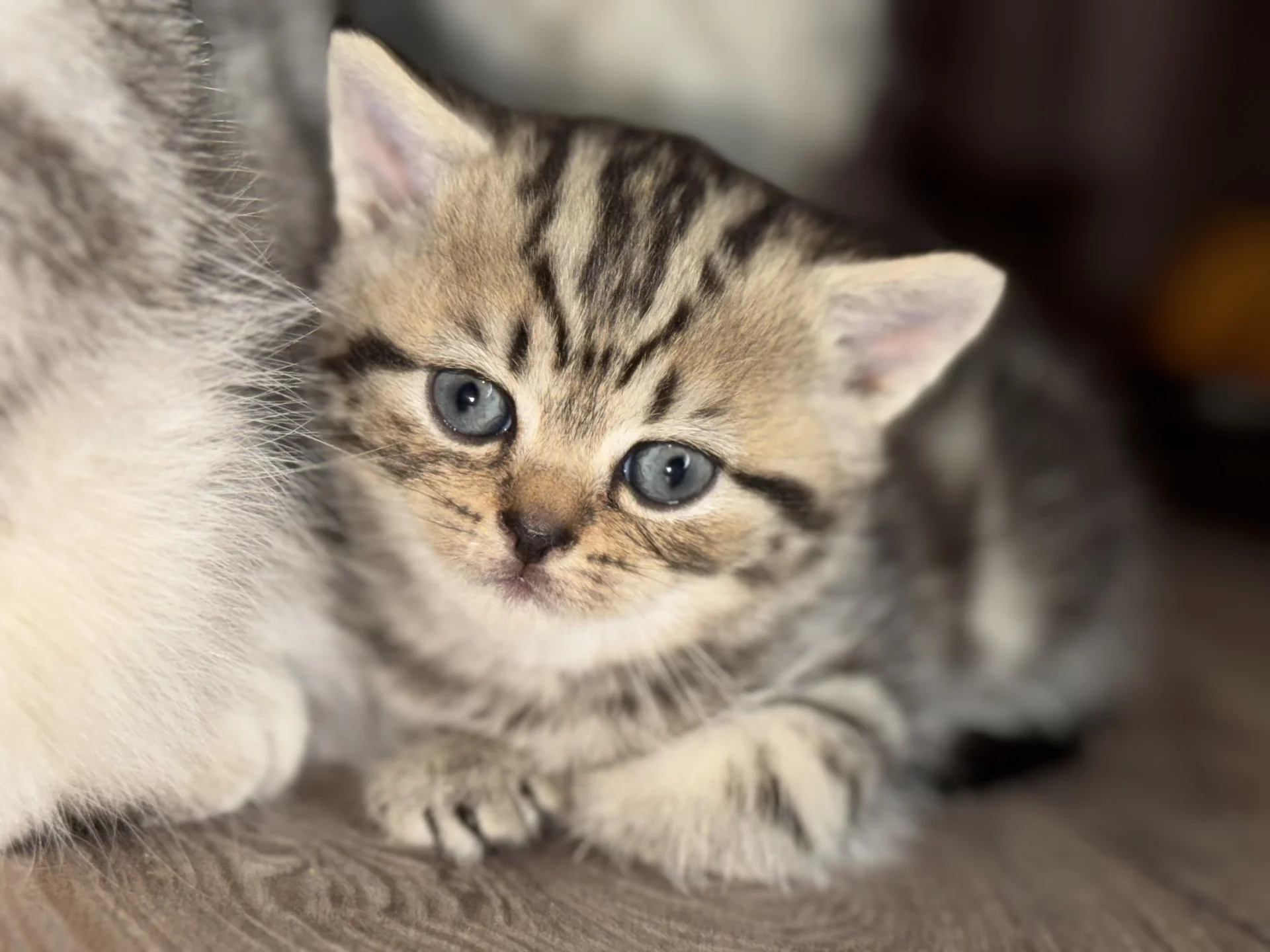 Шотландский котенок - изображение 1
