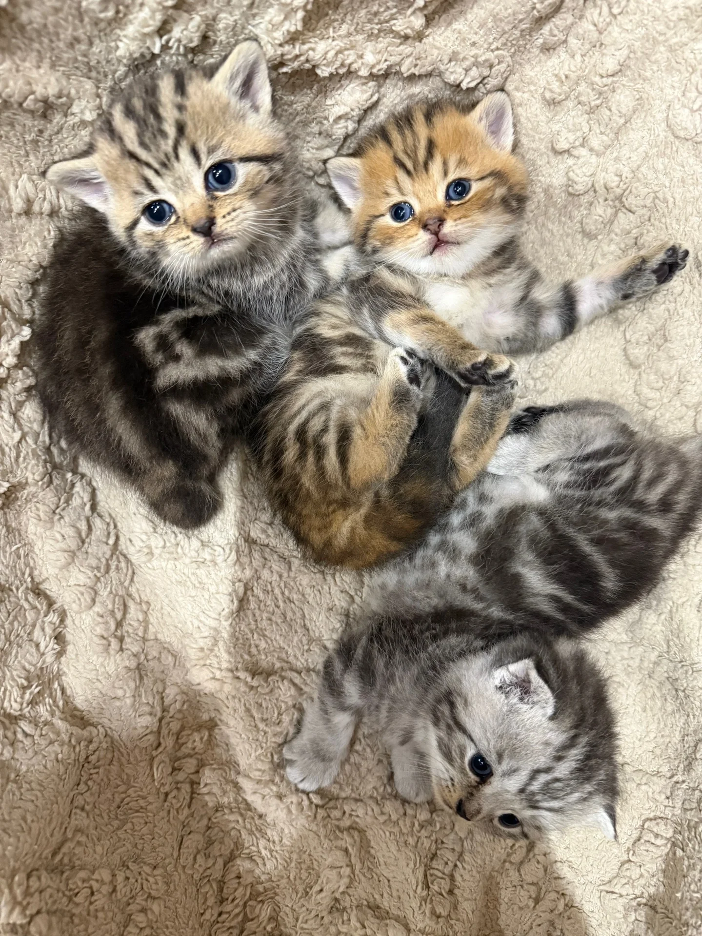 Шотландский котенок - миниатюра 6