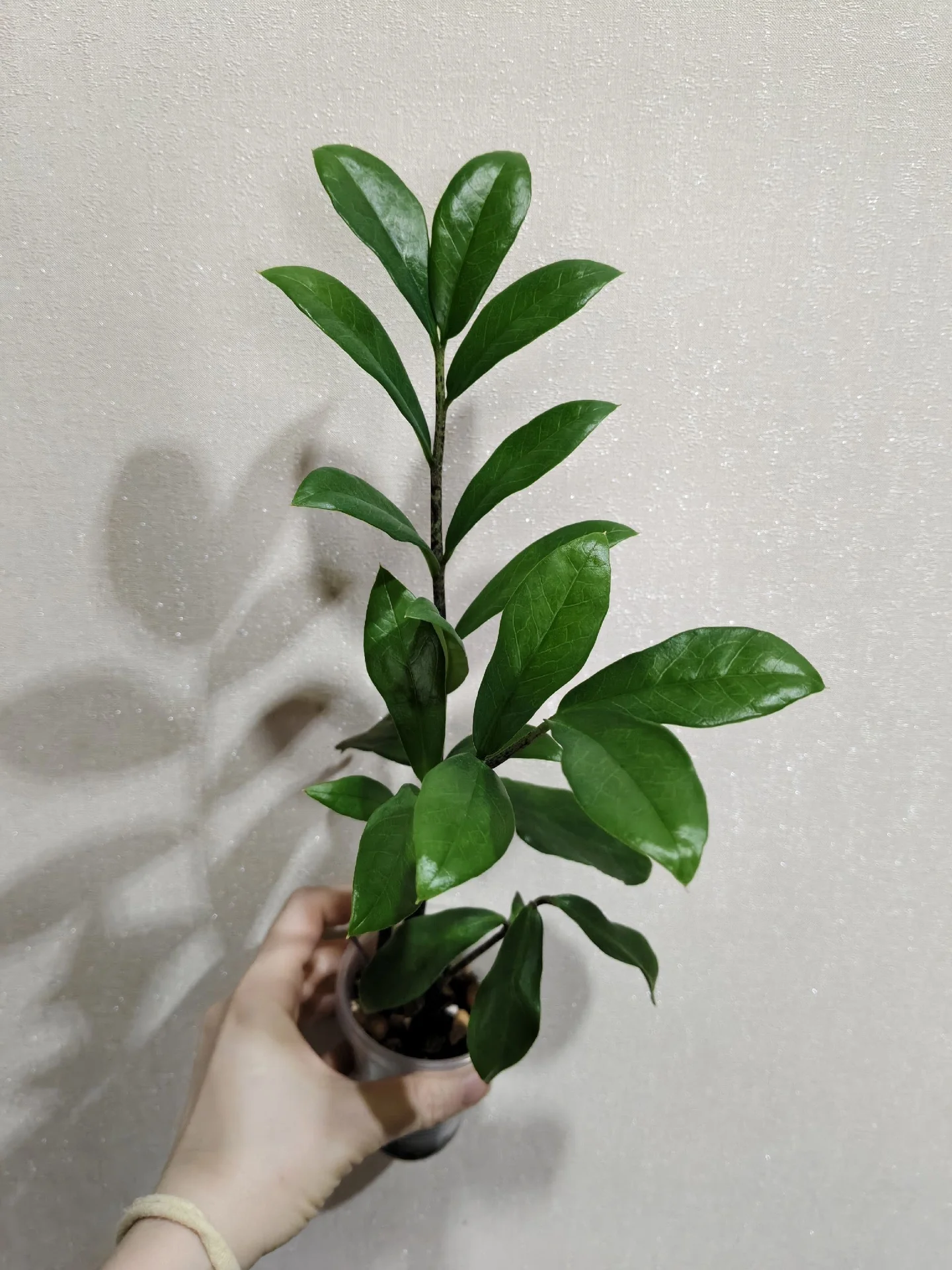 домашние растения комнатные - миниатюра 2