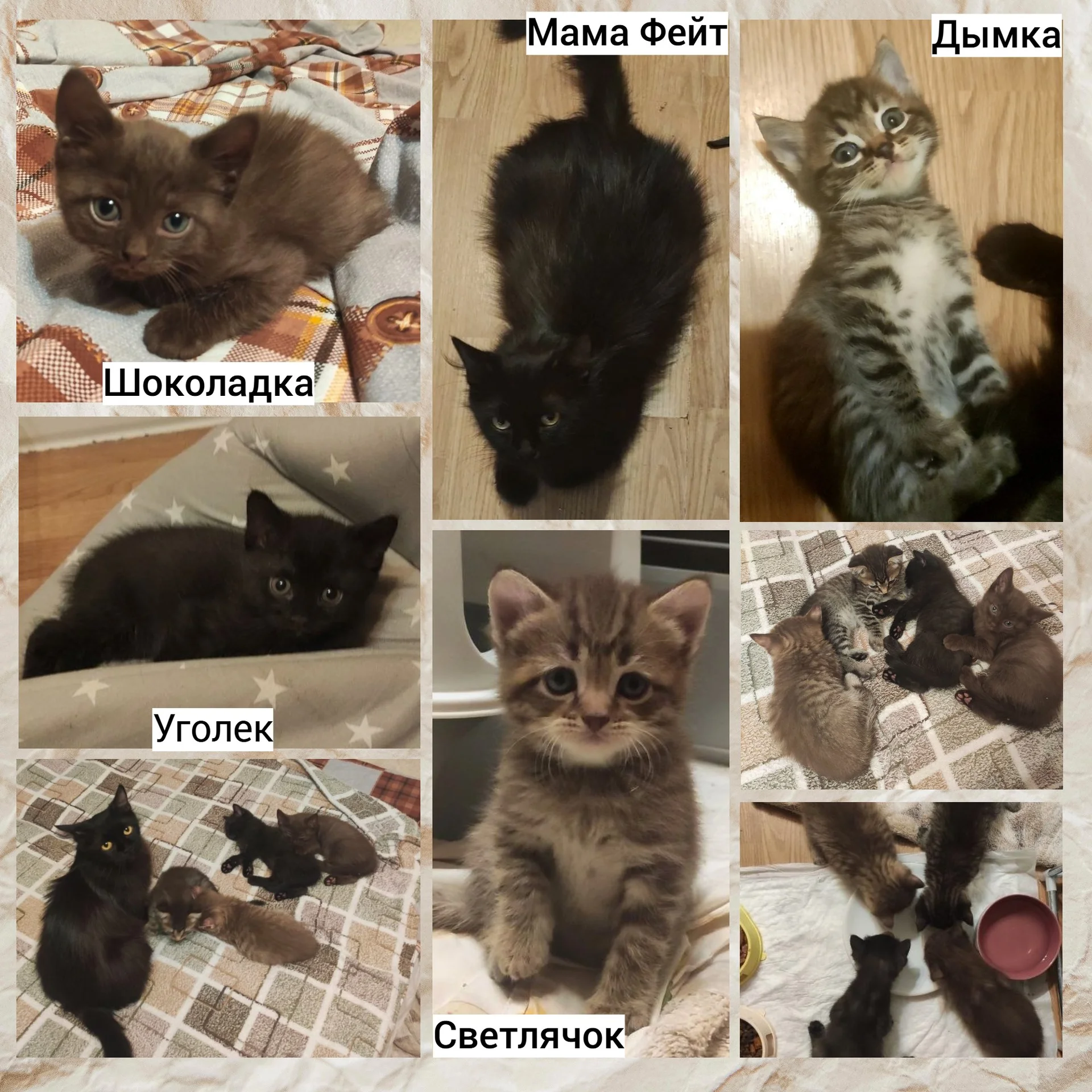 Котята с мамой кошкой - изображение 1