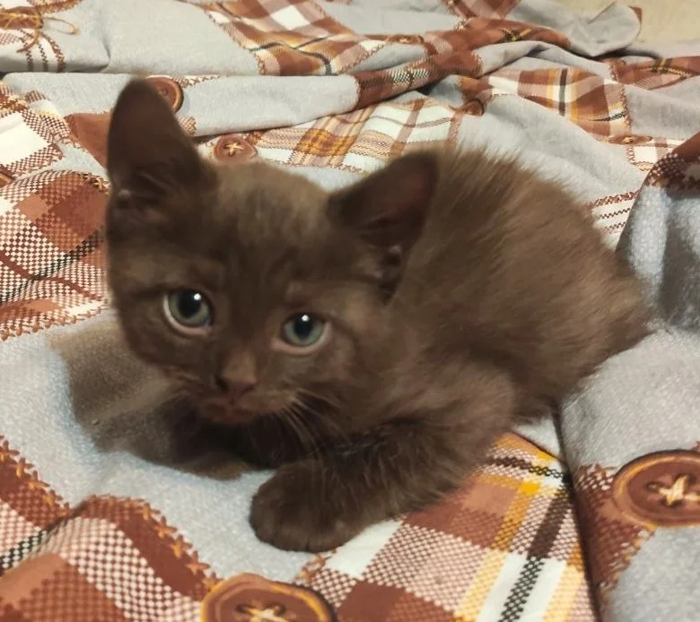 Котята с мамой кошкой - миниатюра 2