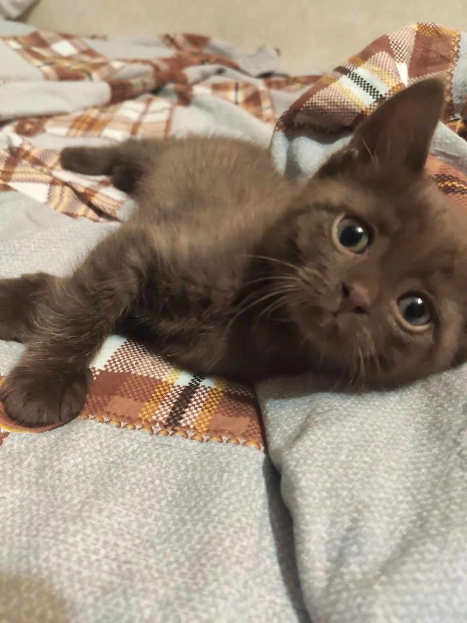 Котята с мамой кошкой - миниатюра 4
