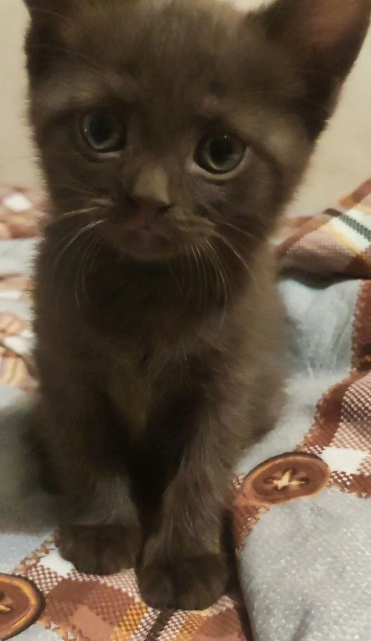 Котята с мамой кошкой - миниатюра 5