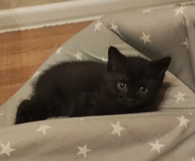 Котята с мамой кошкой - миниатюра 6