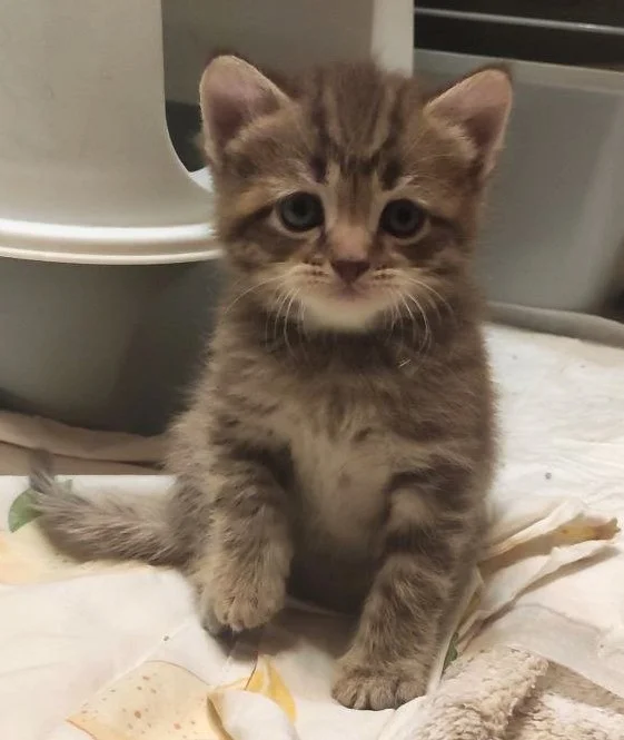 Котята с мамой кошкой - миниатюра 8