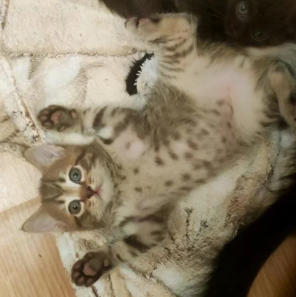 Котята с мамой кошкой - миниатюра 9