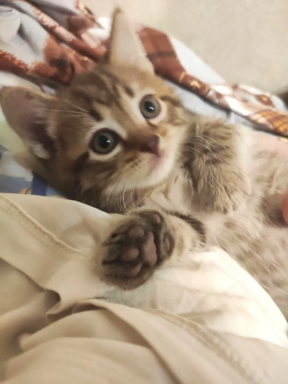 Котята с мамой кошкой - миниатюра 10