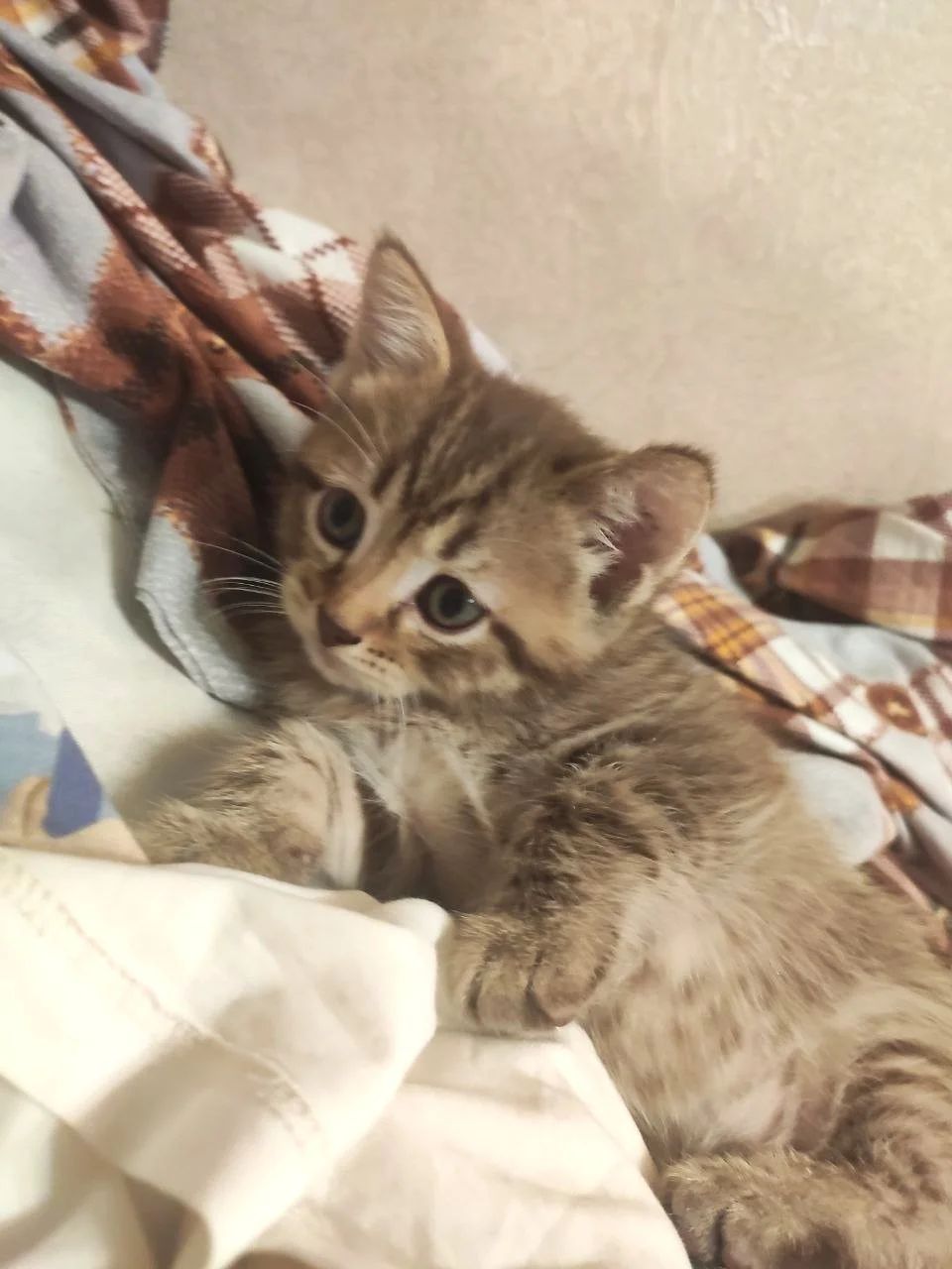 Котята с мамой кошкой - миниатюра 11
