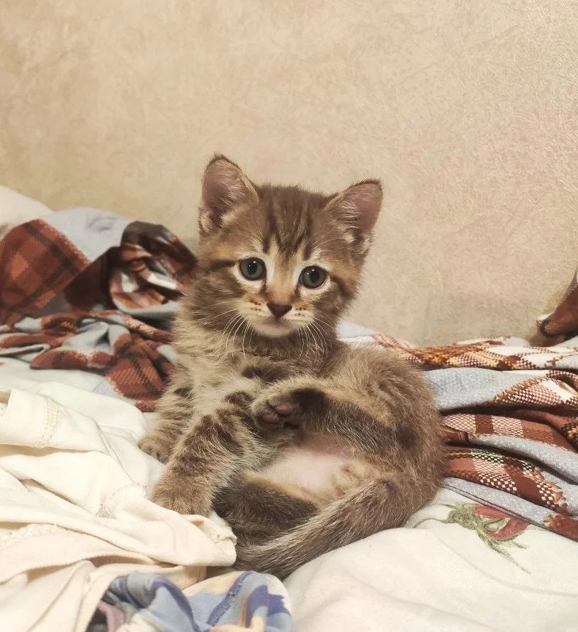 Котята с мамой кошкой - миниатюра 12