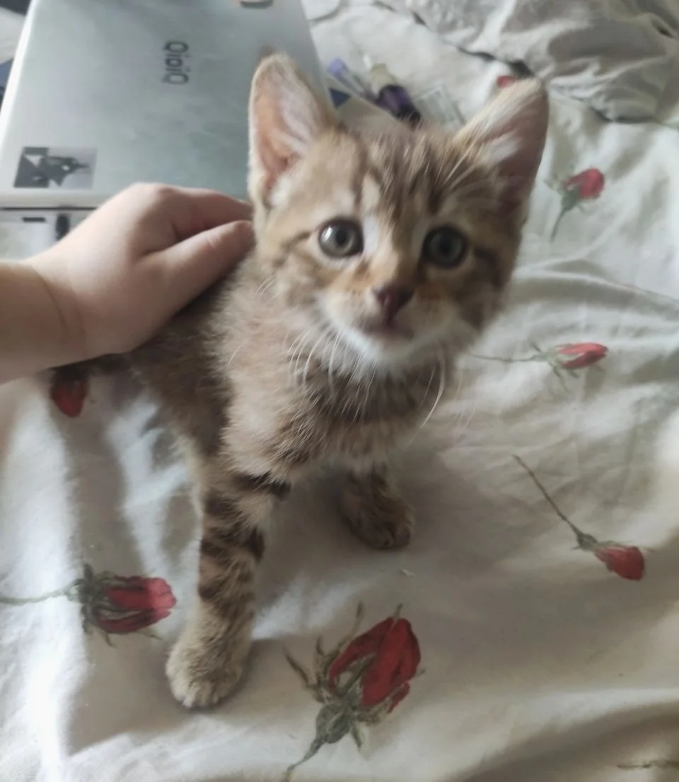 Котята с мамой кошкой - миниатюра 13