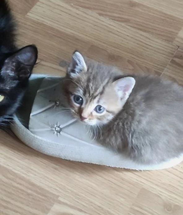 Котята с мамой кошкой - миниатюра 14