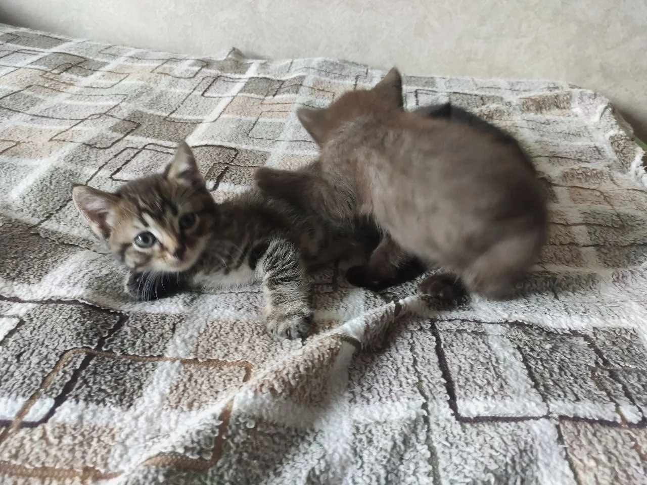 Котята с мамой кошкой - миниатюра 17