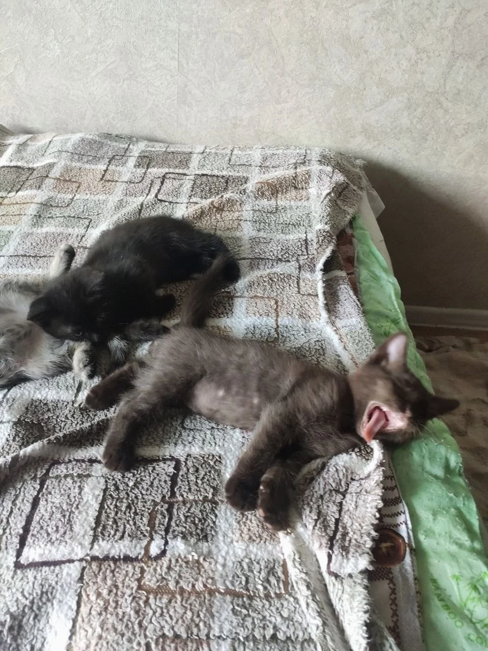 Котята с мамой кошкой - миниатюра 18