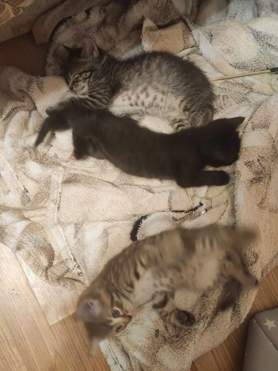 Котята с мамой кошкой - миниатюра 20