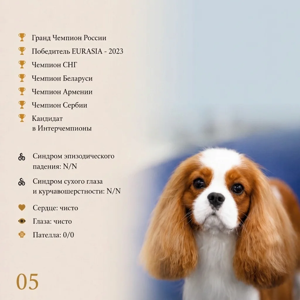 Кавалер кинг чарльз спаниель, щенок - миниатюра 5