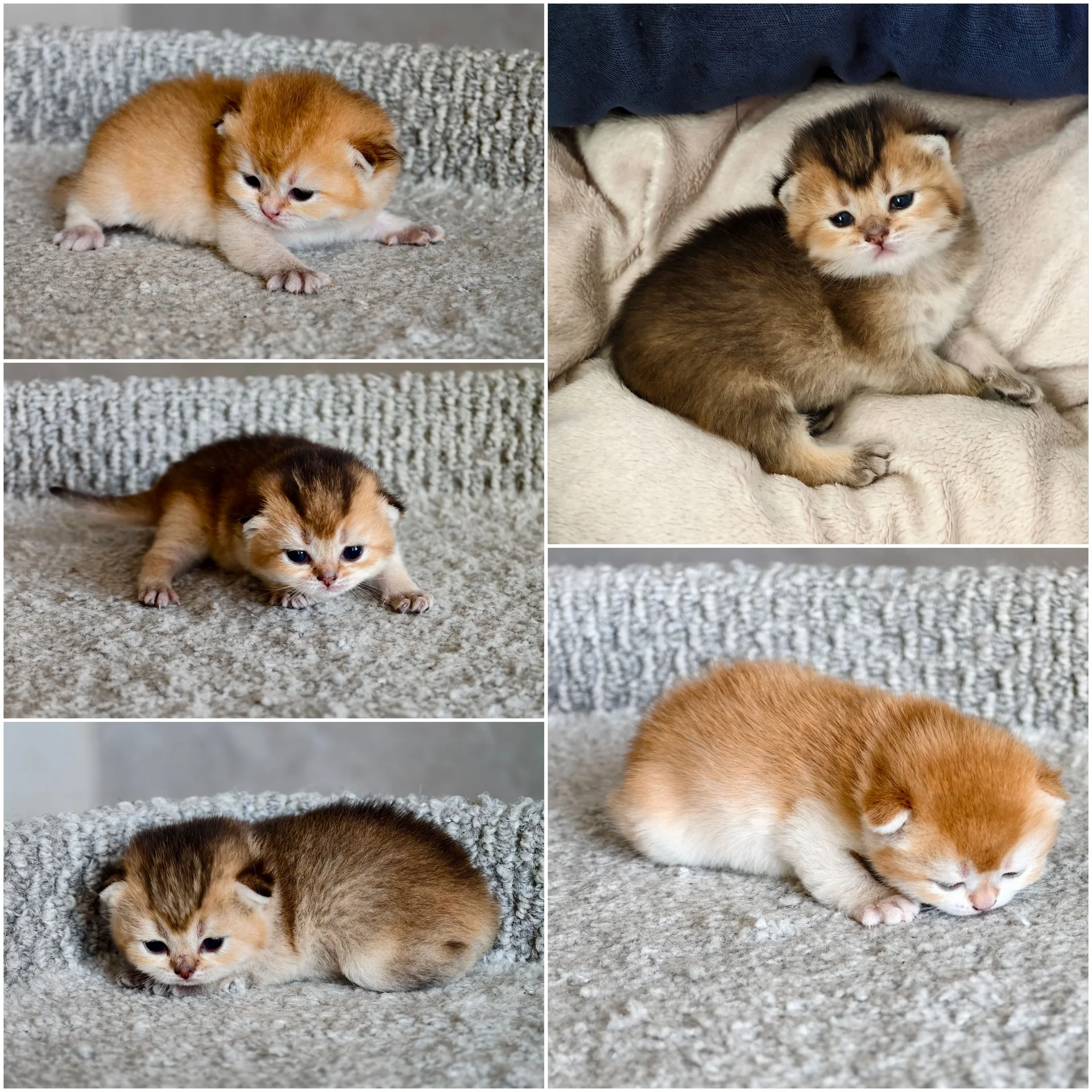 Шотландские котята - изображение 1