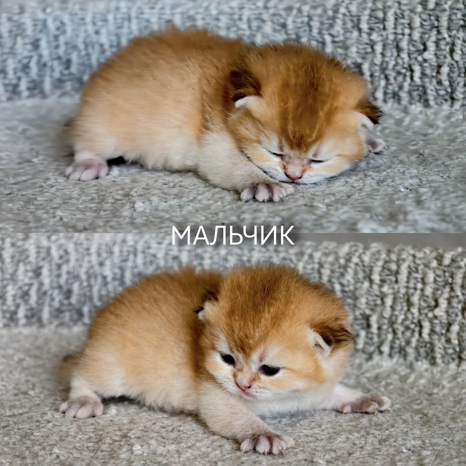 Шотландские котята - миниатюра 2