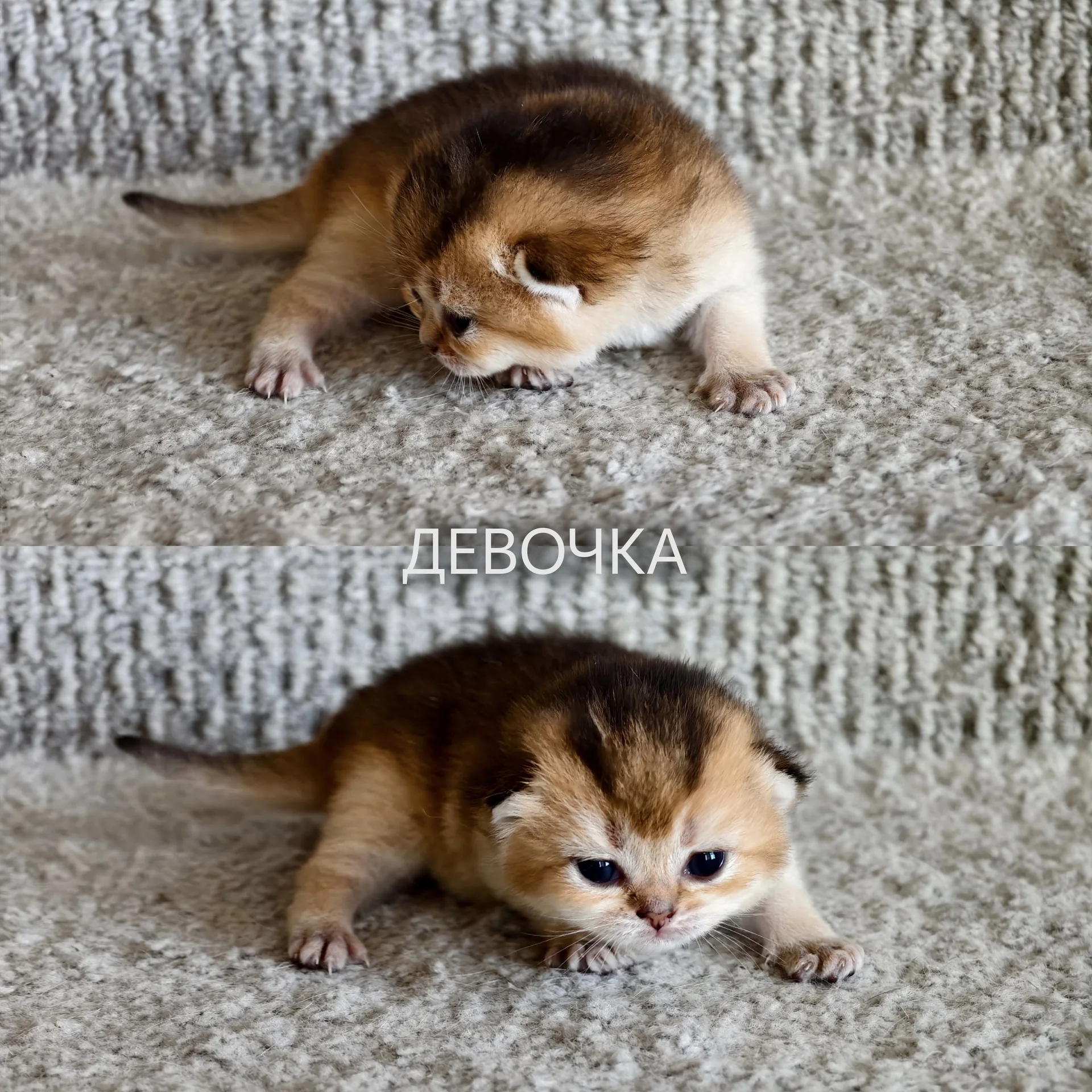 Шотландские котята - миниатюра 3