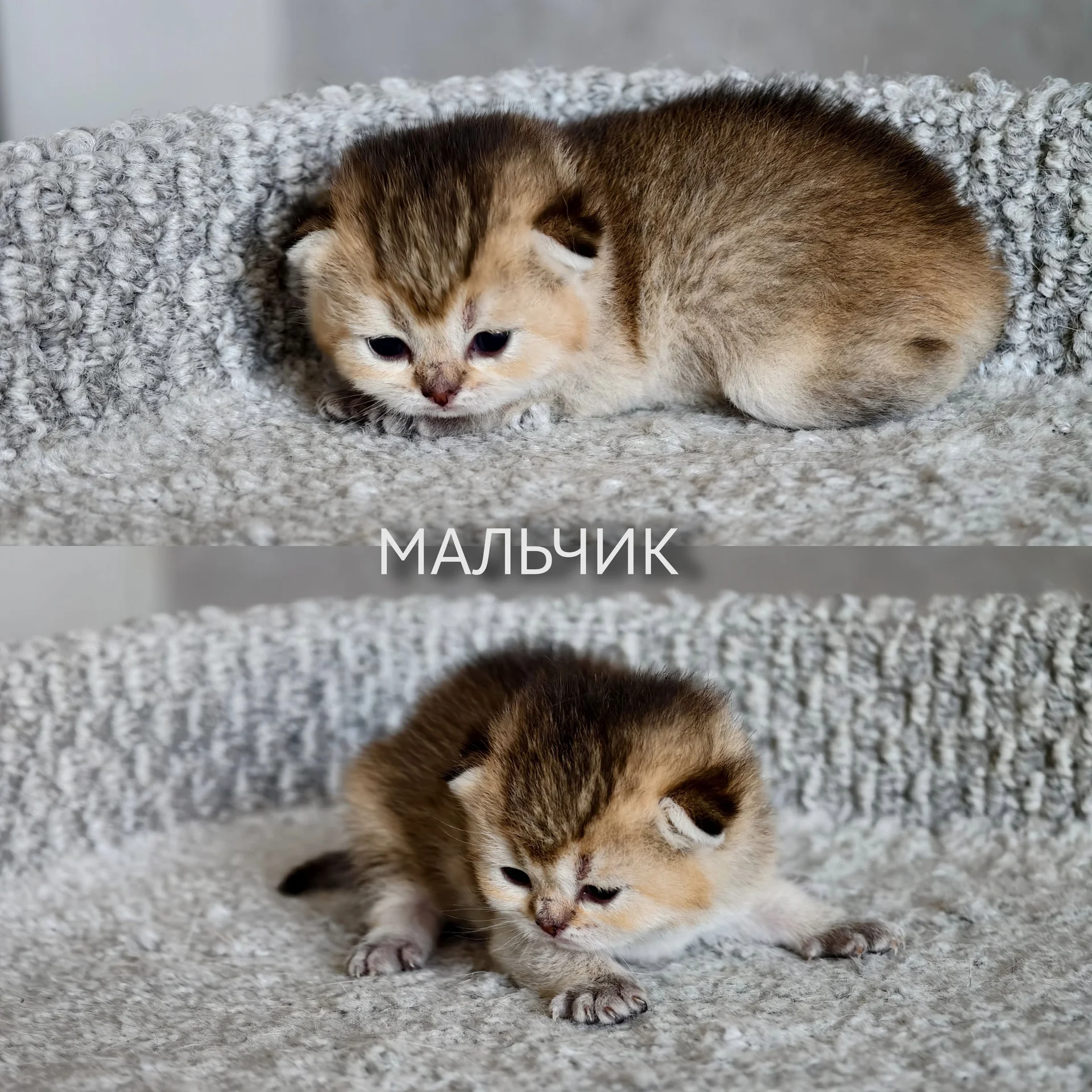 Шотландские котята - миниатюра 4