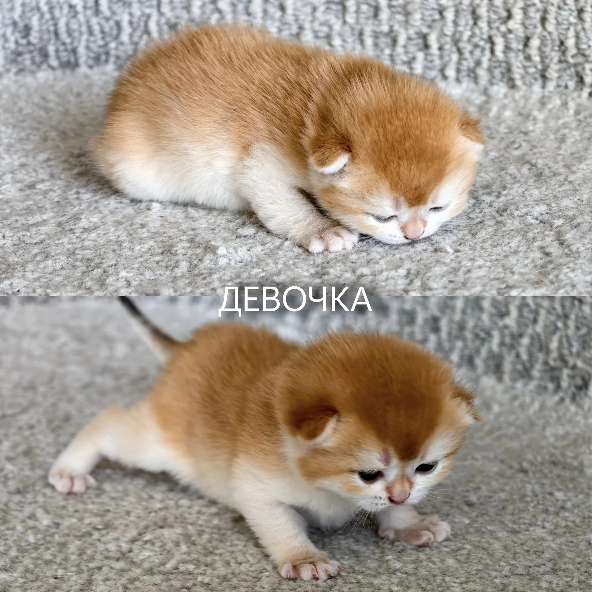 Шотландские котята - миниатюра 5
