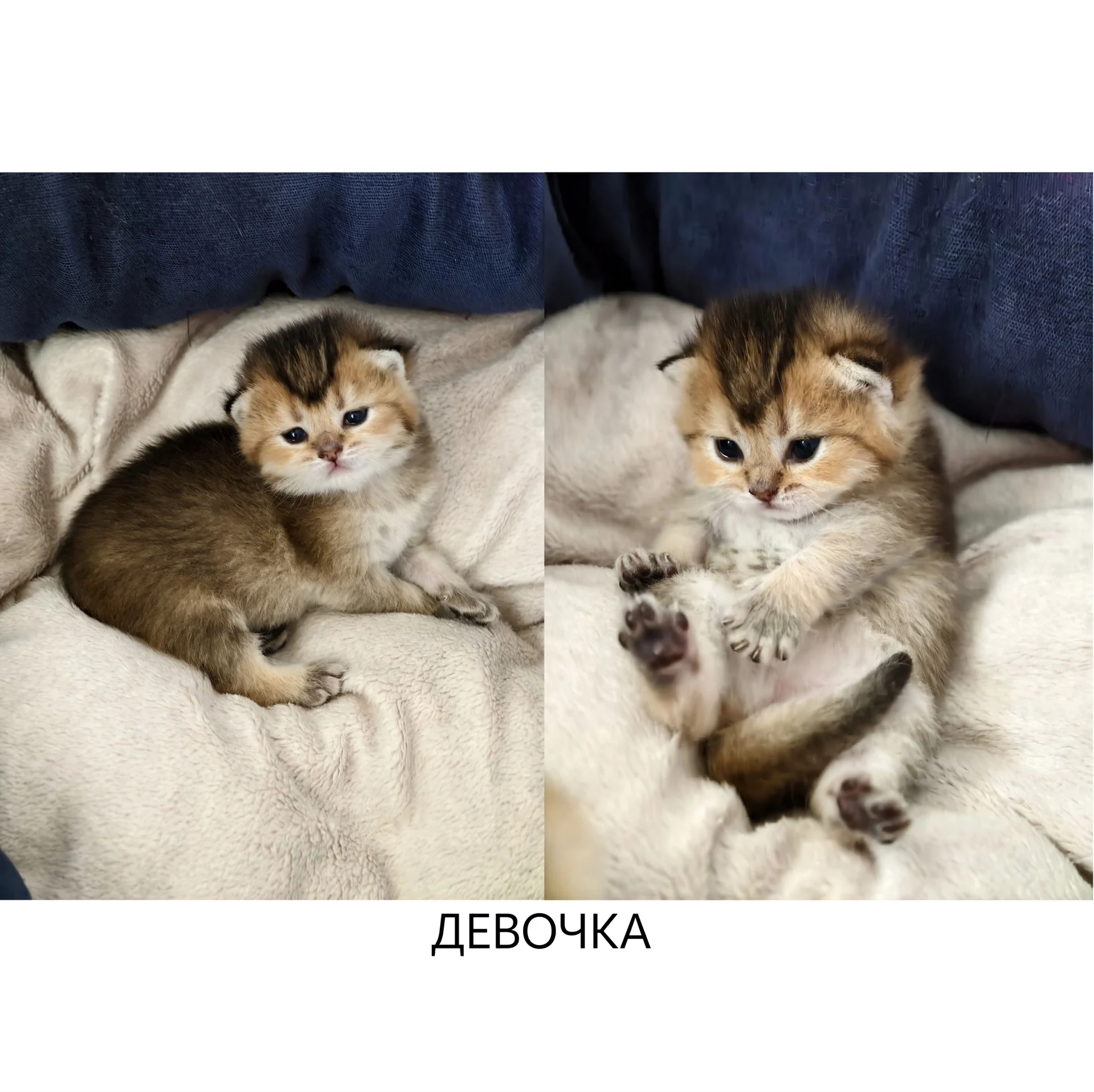 Шотландские котята - миниатюра 6