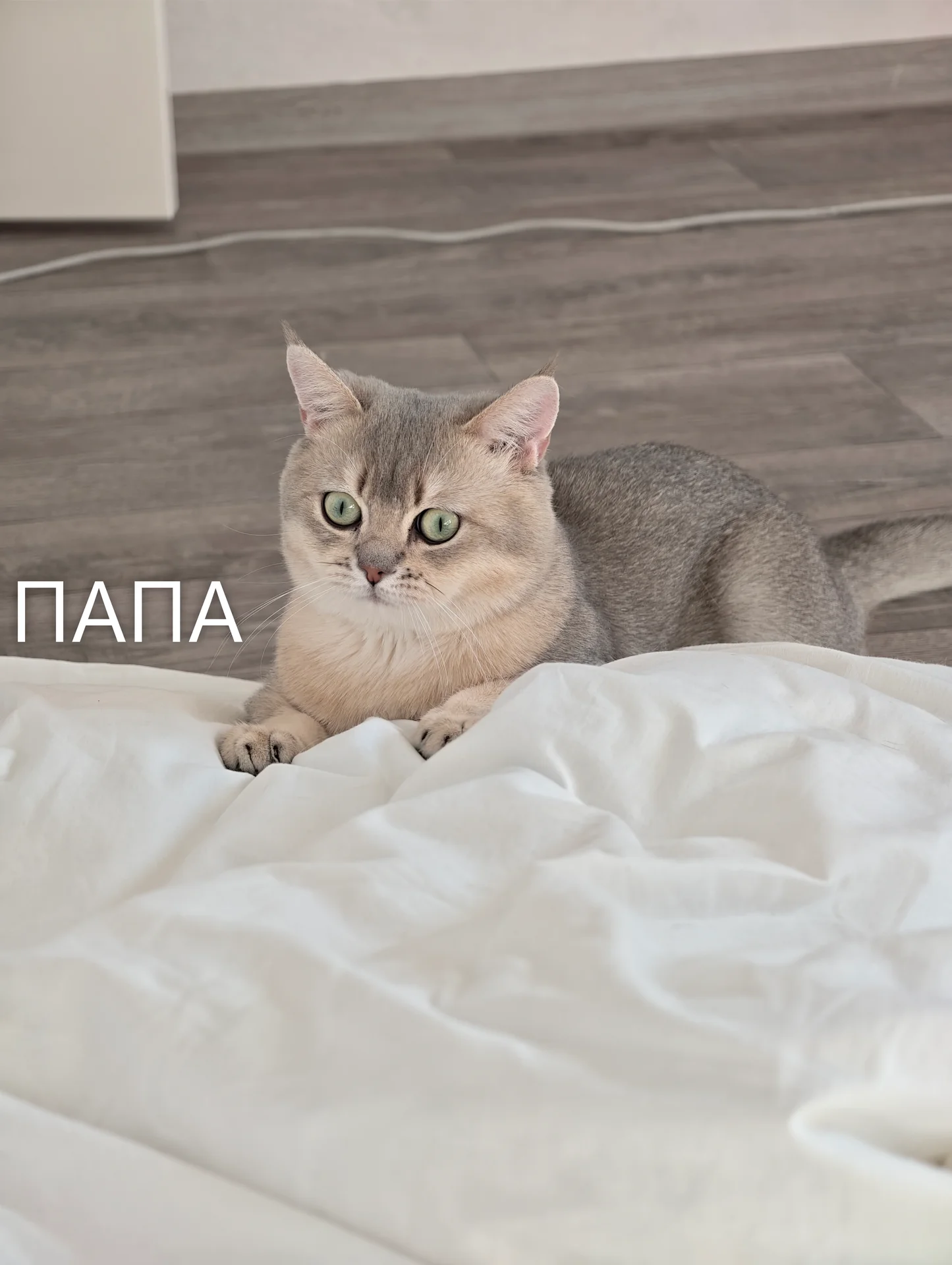 Шотландские котята - миниатюра 8