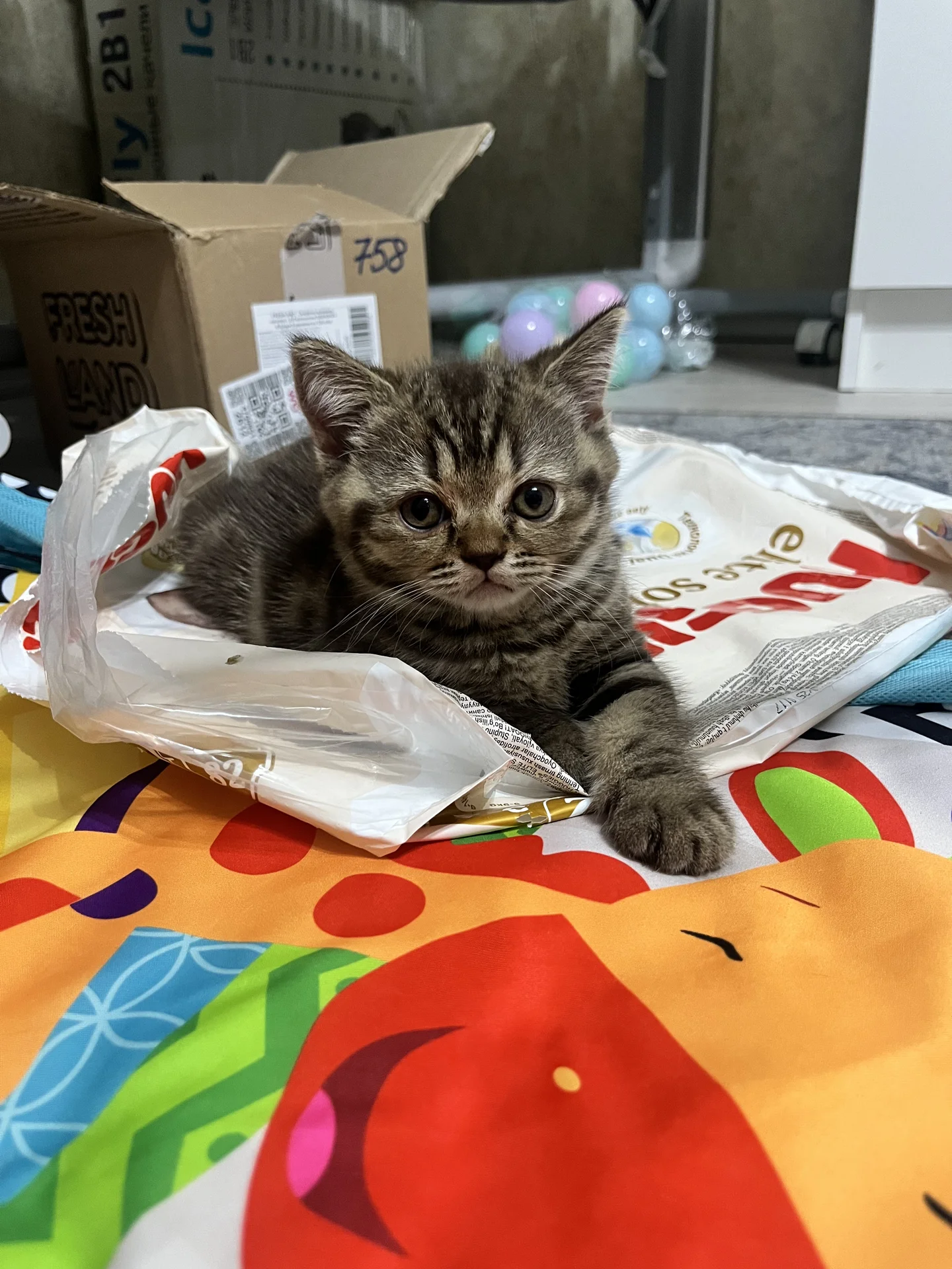 Шотландский котенок девочка - миниатюра 2