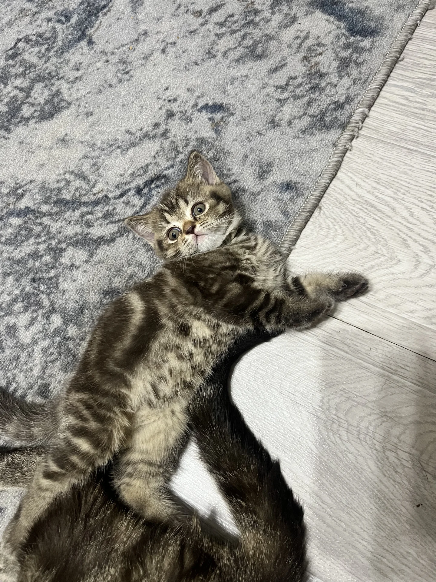 Шотландский котенок девочка - миниатюра 3