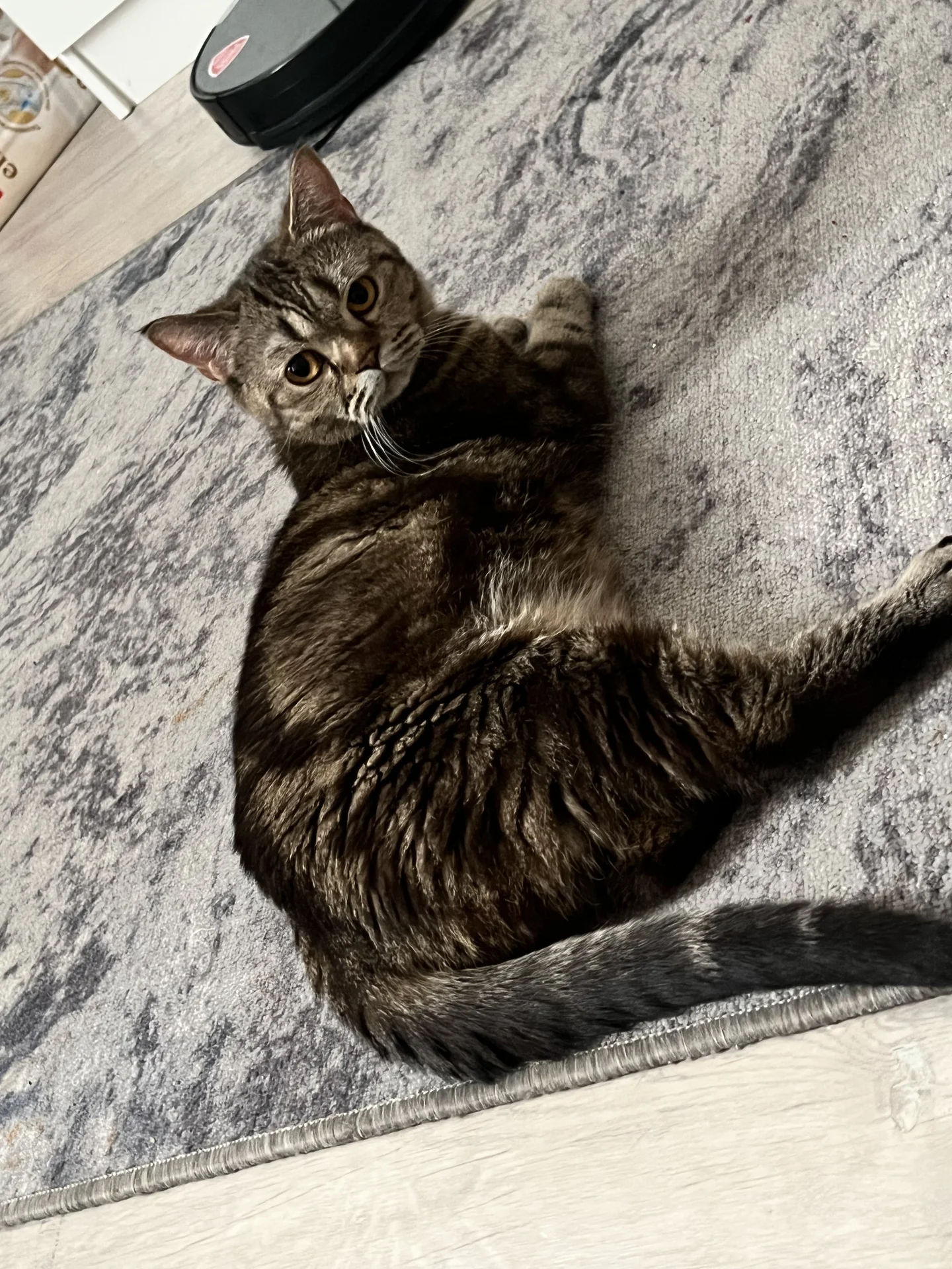 Шотландский котенок девочка - миниатюра 4