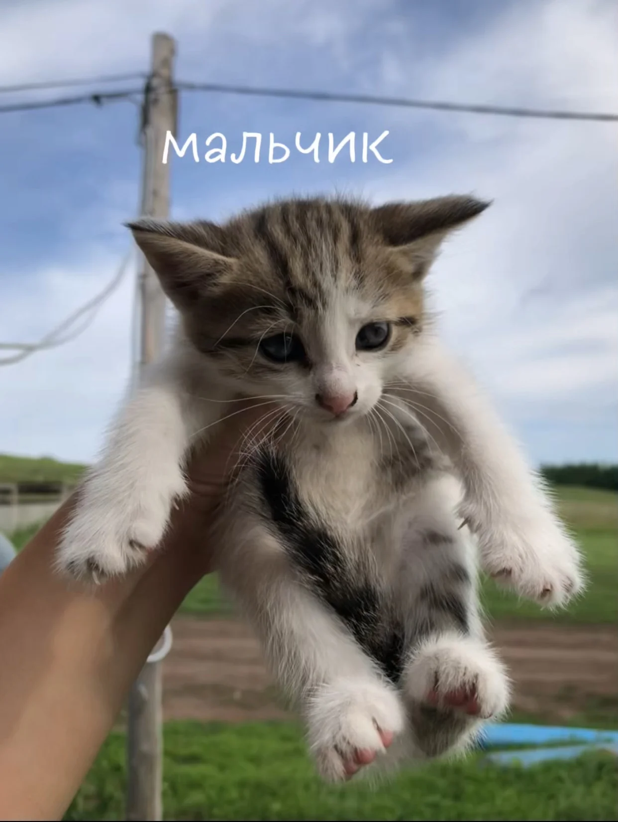 Котята бесплатно - миниатюра 2