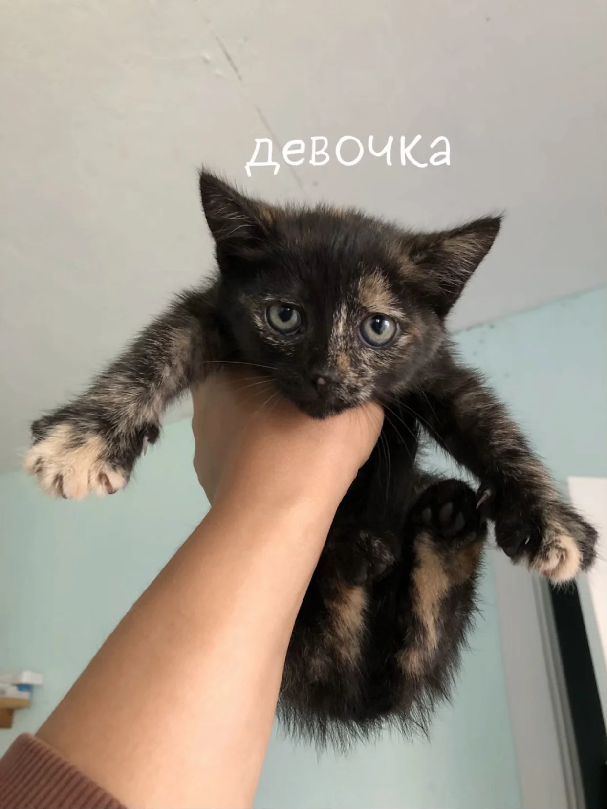 Котята бесплатно - миниатюра 3