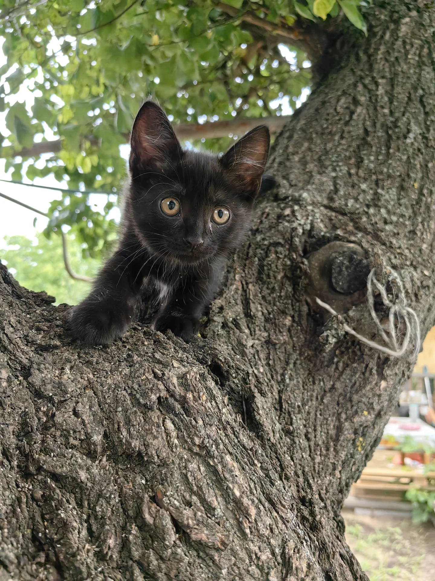 котёнок девочка - миниатюра 2
