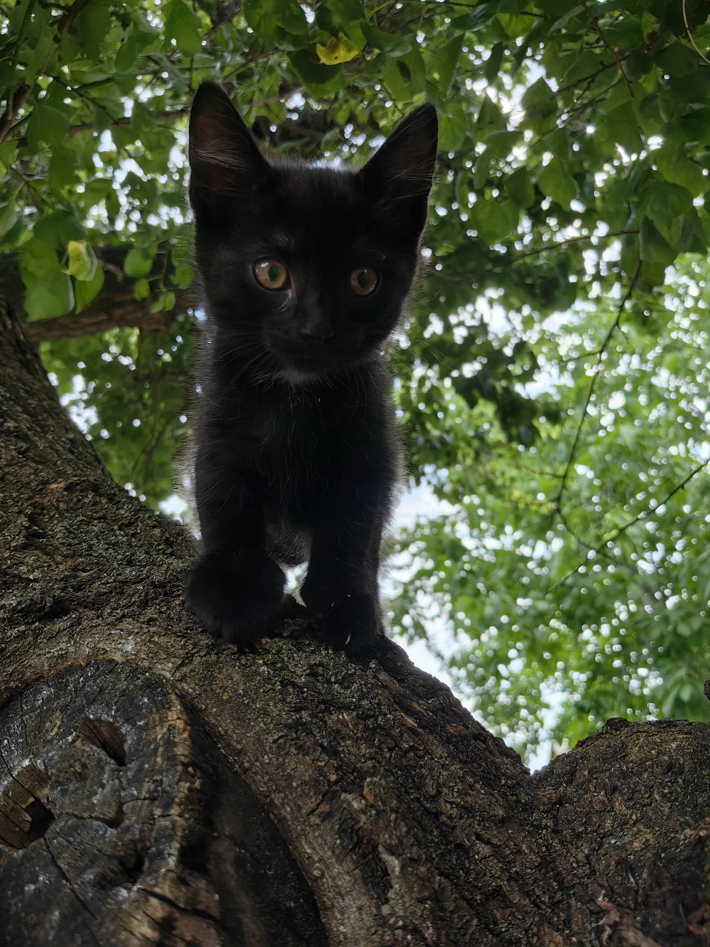 котёнок девочка - миниатюра 4