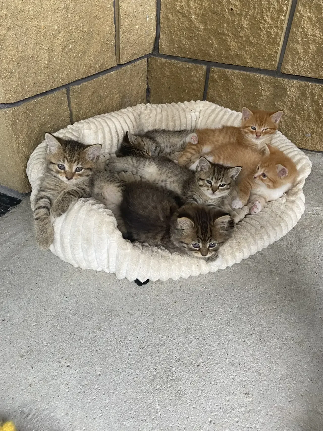котята британские - изображение 1