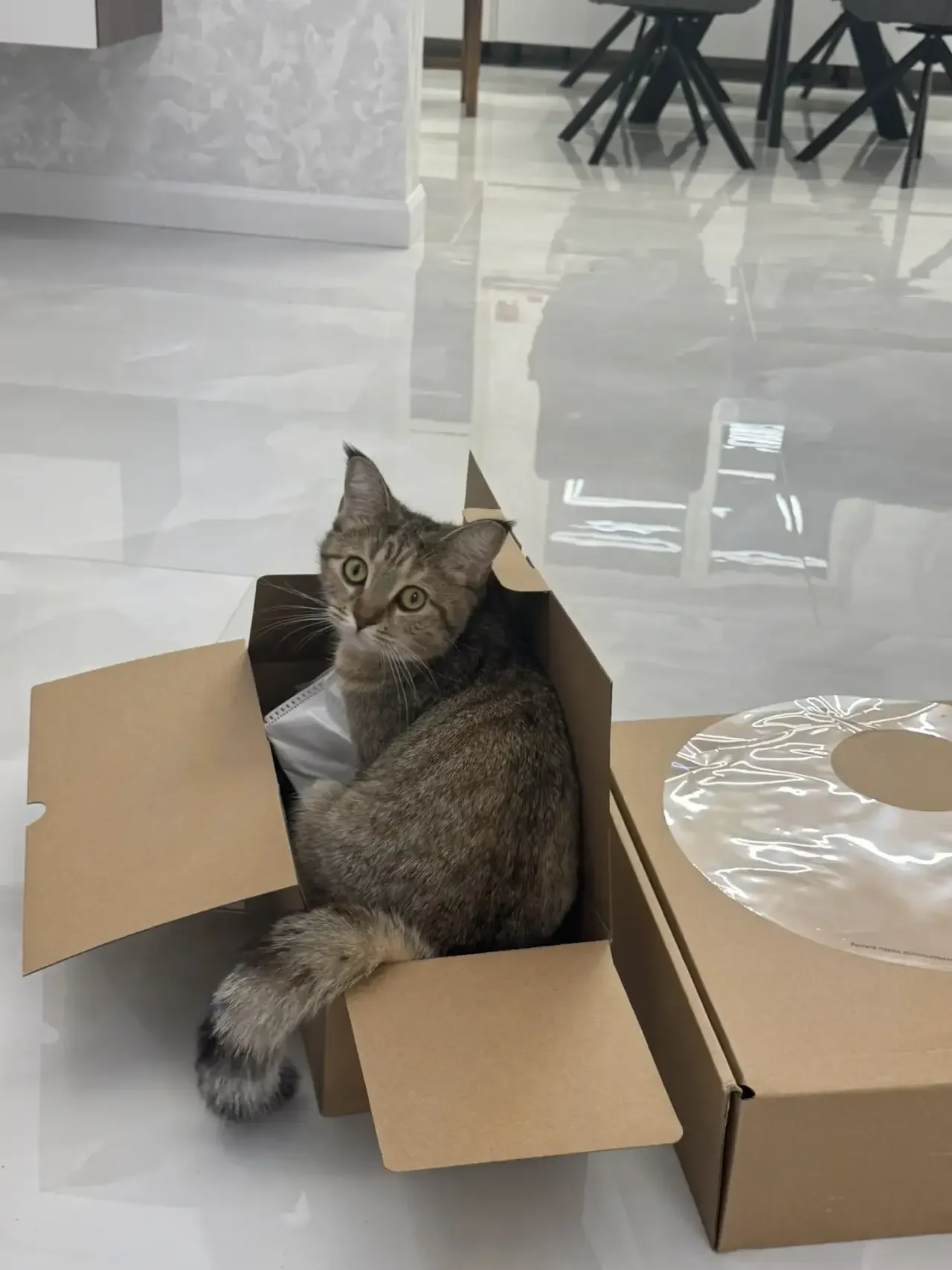 котята британские - миниатюра 3