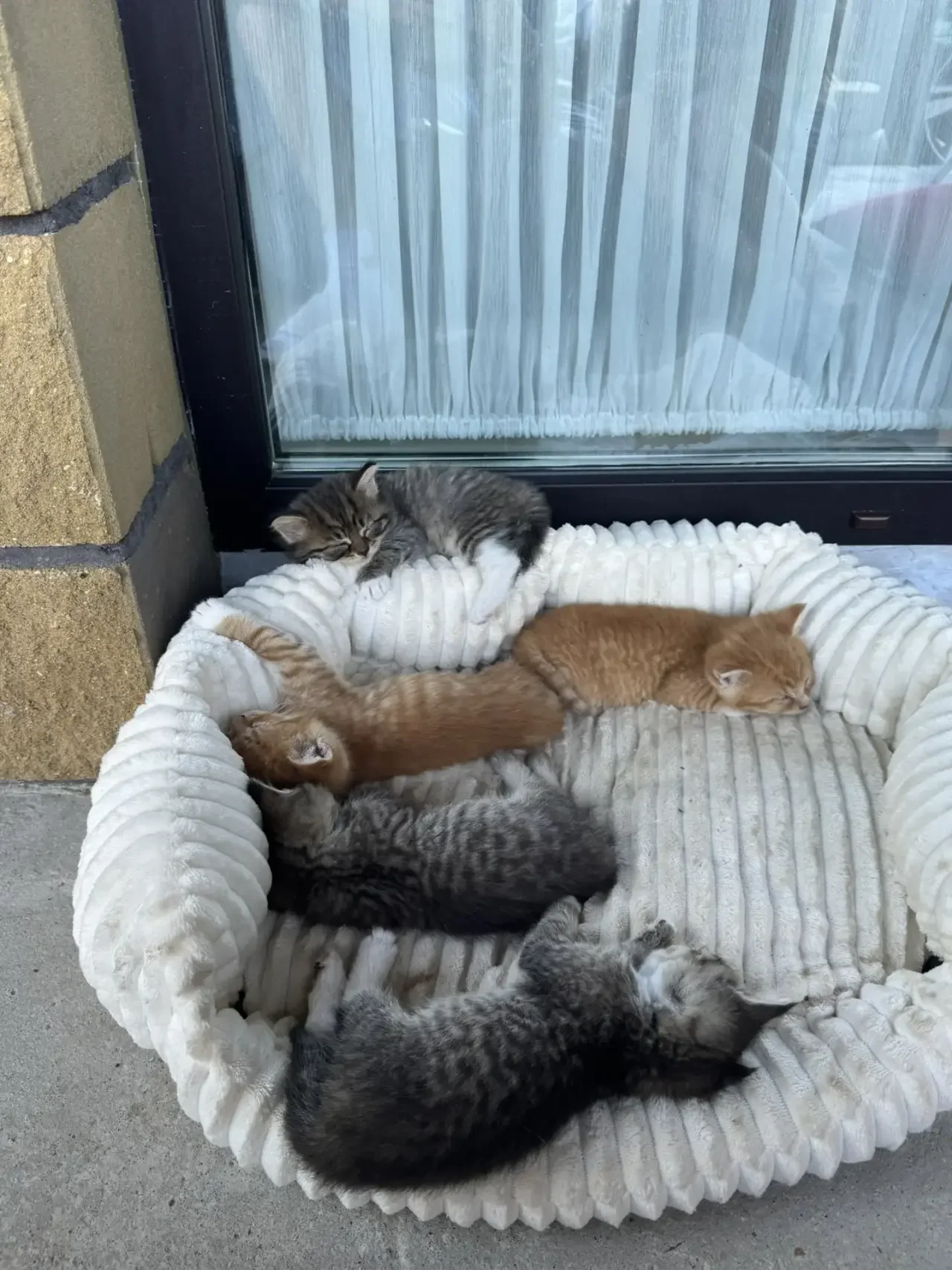котята британские - миниатюра 4