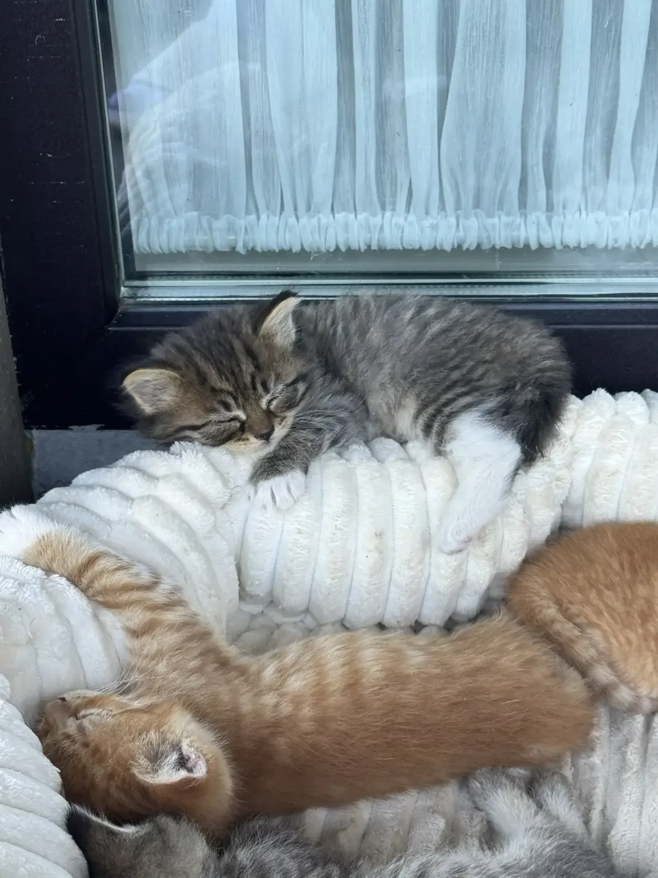 котята британские - миниатюра 7