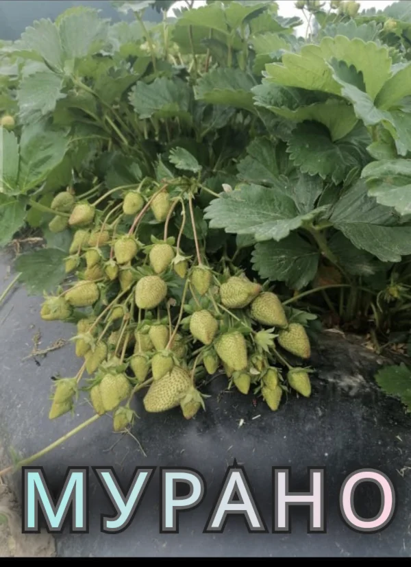 Саженцы клубники - миниатюра 2