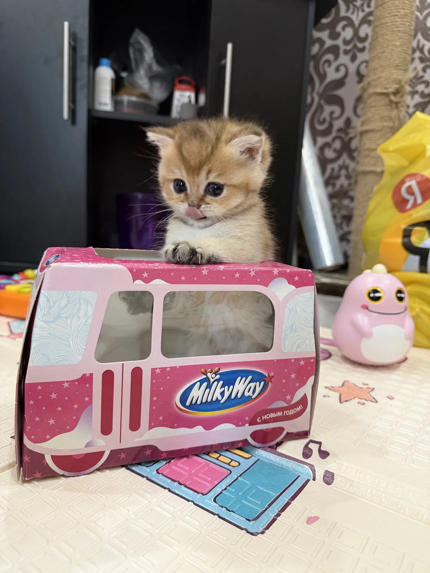котята золотая шиншилла - миниатюра 2