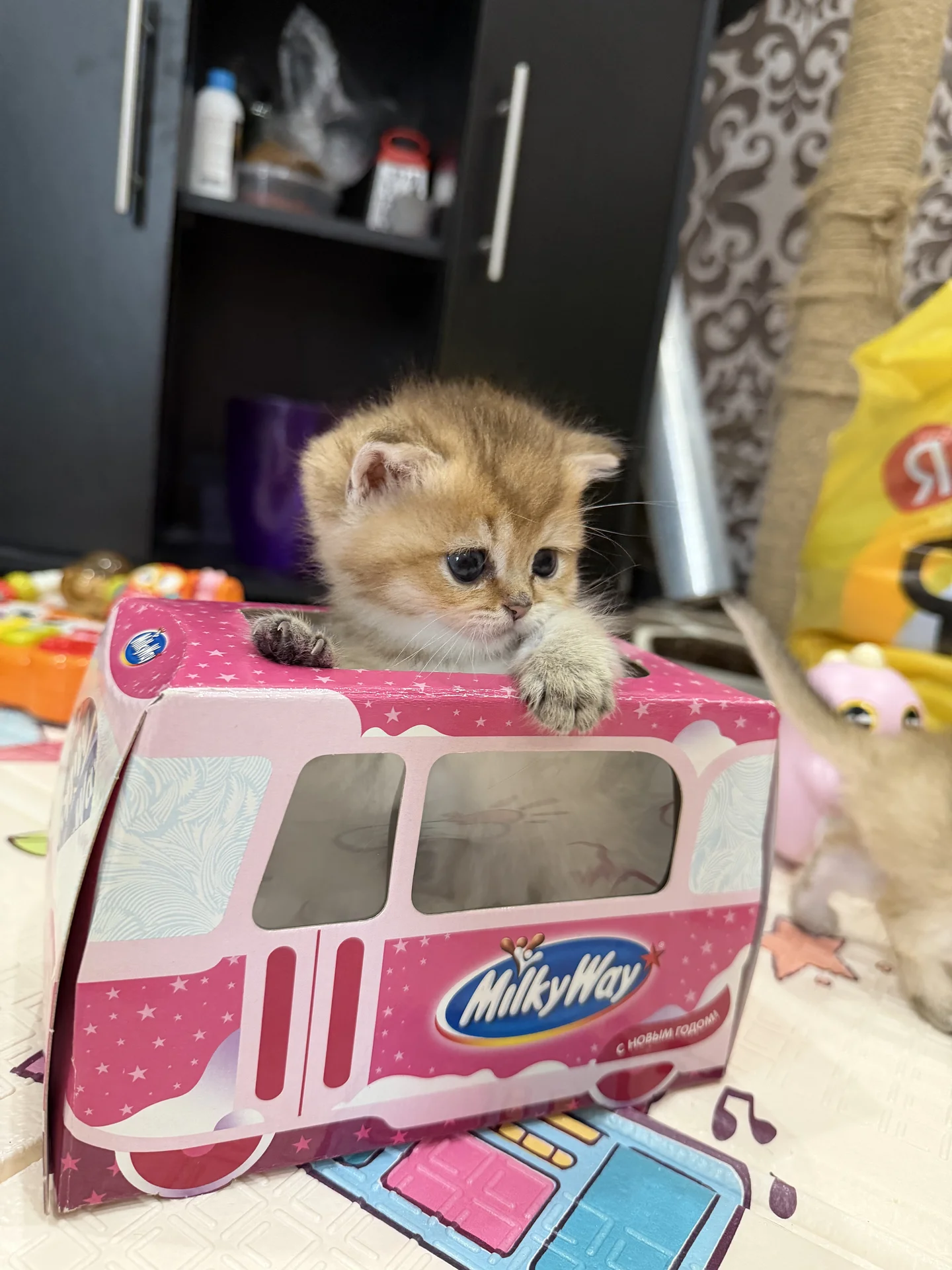 котята золотая шиншилла - миниатюра 4