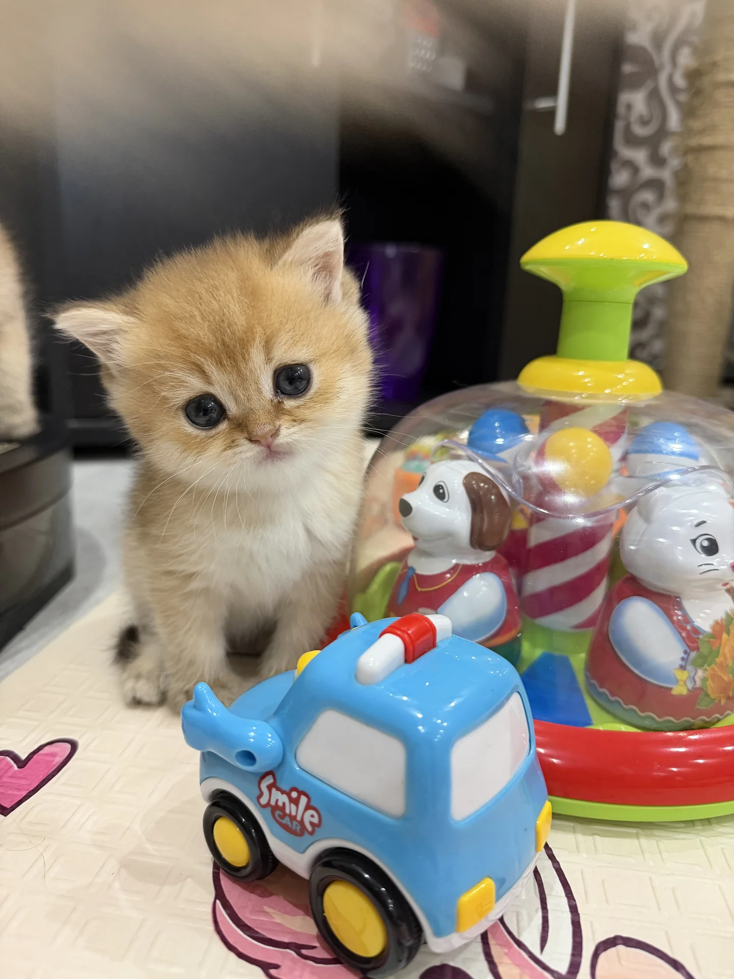 котята золотая шиншилла - миниатюра 5