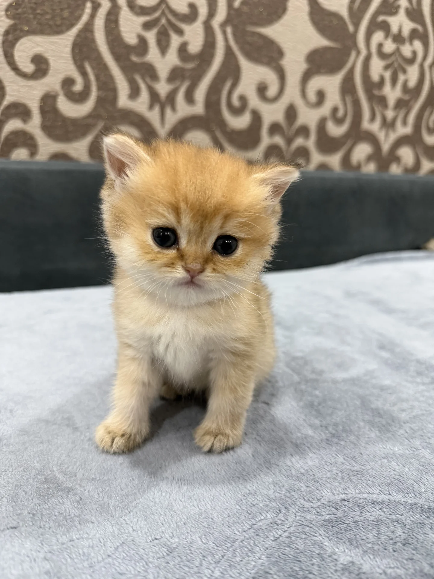 котята золотая шиншилла - миниатюра 6