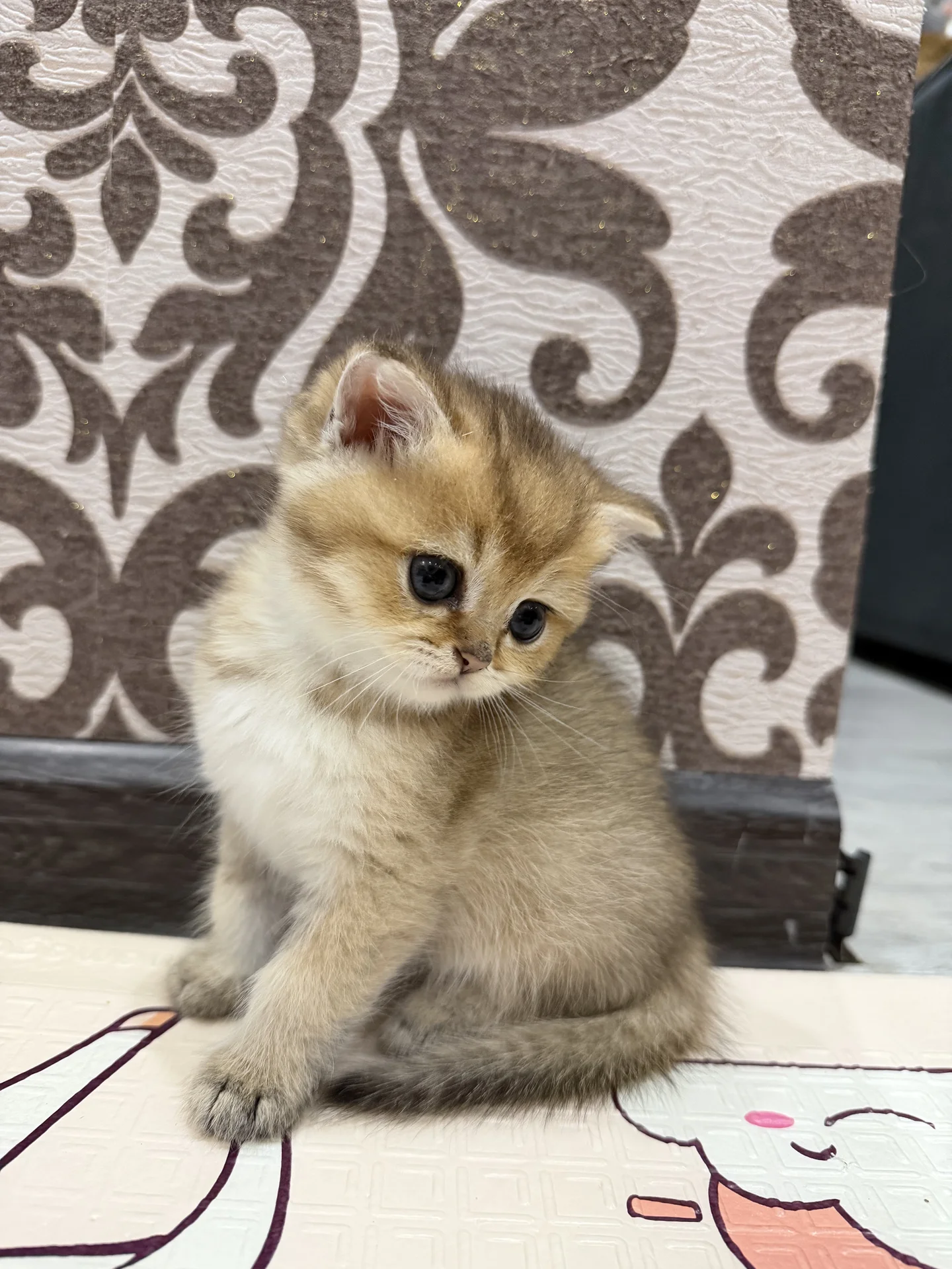 котята золотая шиншилла - миниатюра 7