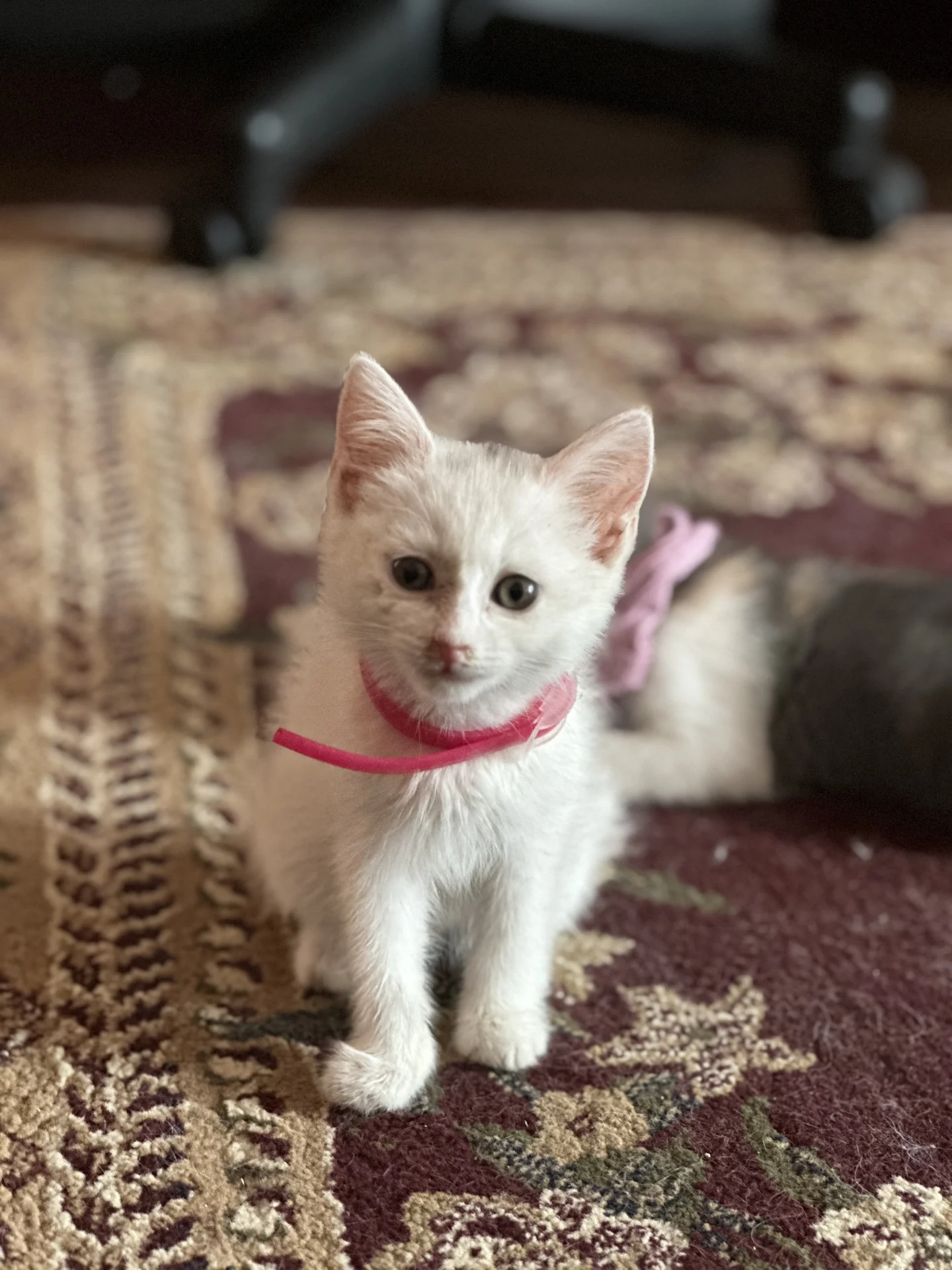 котенок Ангора - изображение 1