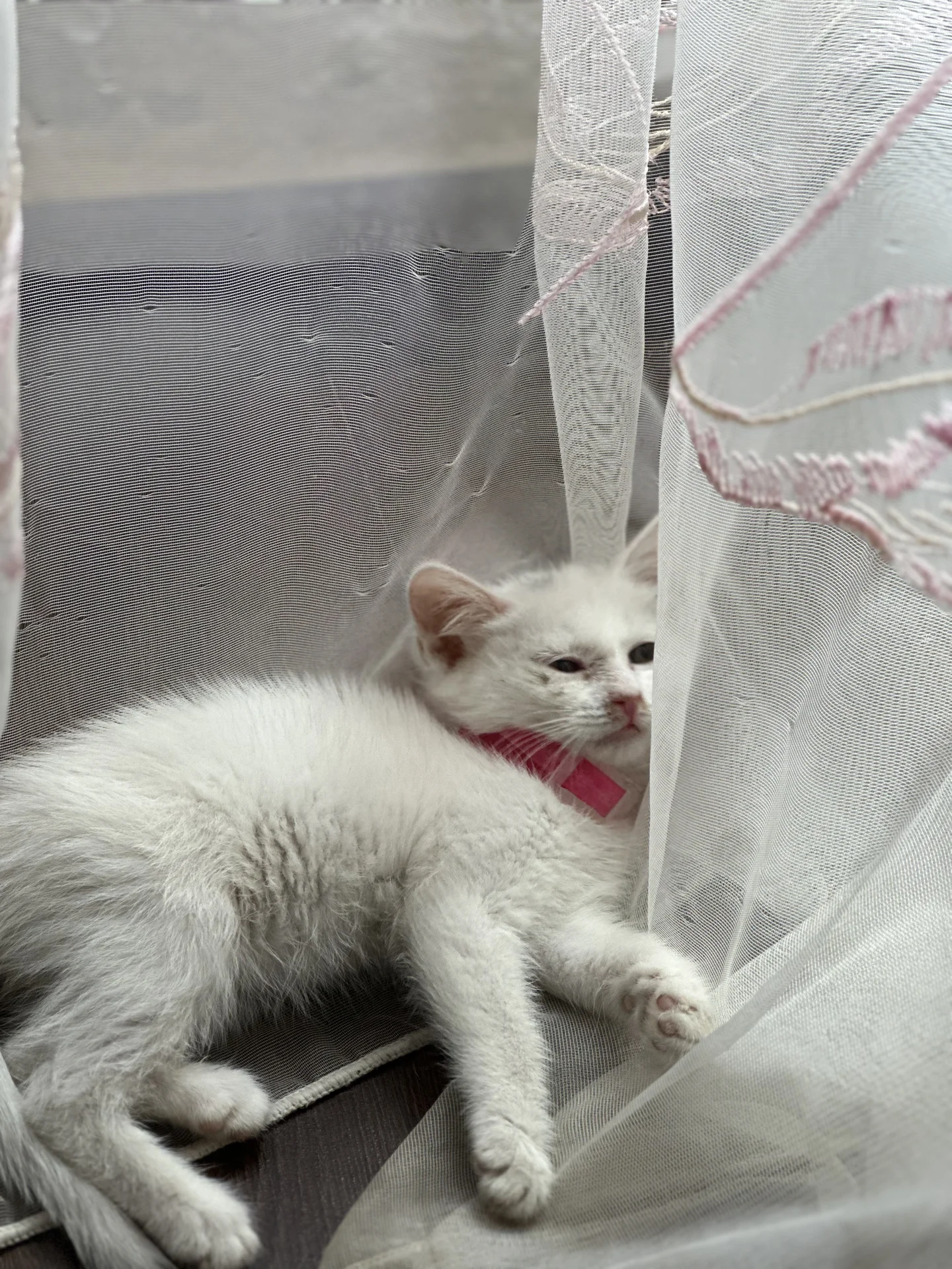 котенок Ангора - миниатюра 6